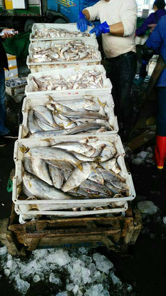 逛臺州水產品交易中心,看到的都是魚,聞到的都是魚腥味。